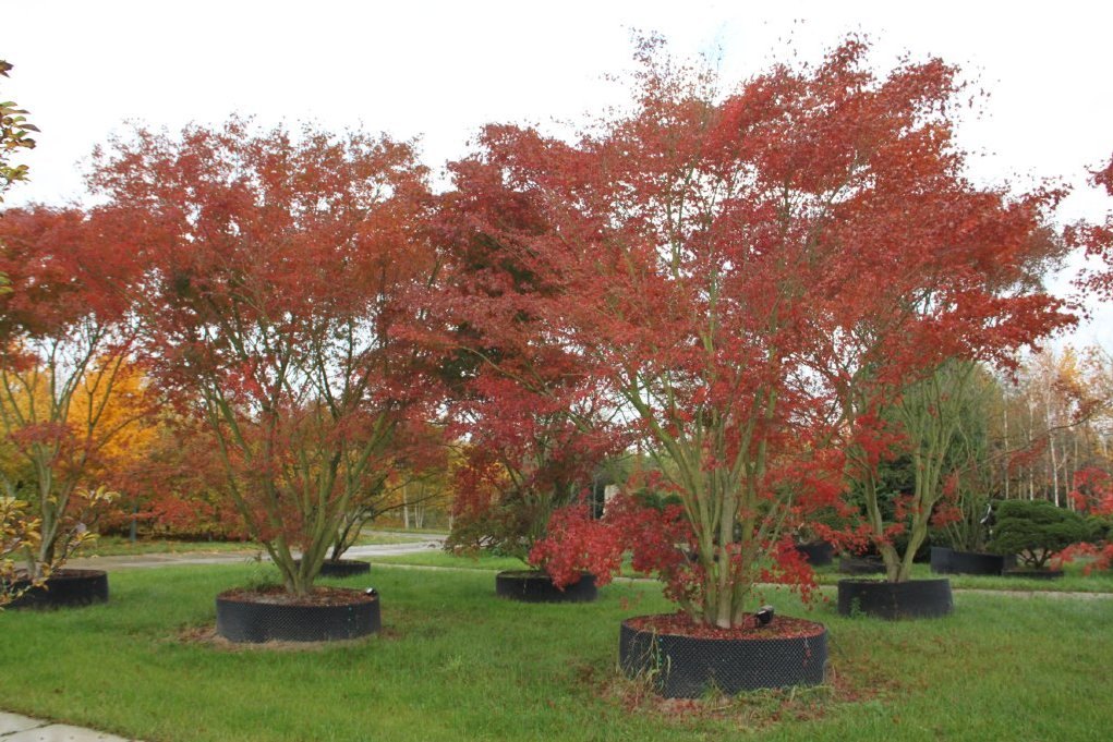 Multistem solitary trees